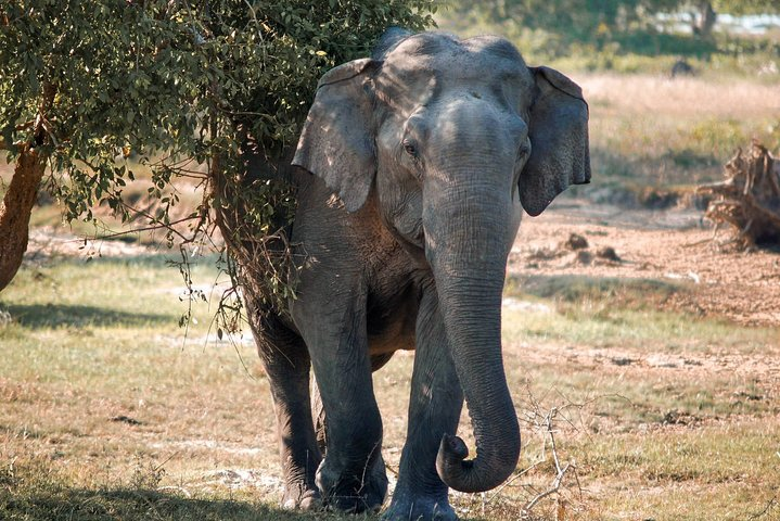 Lunugamwehera National Park